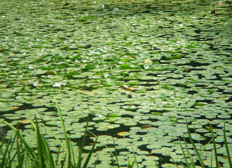 Green water lilies in pon in a Japanese garden