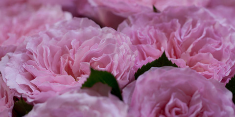 large lush bouquet of delicate fluffy pink roses