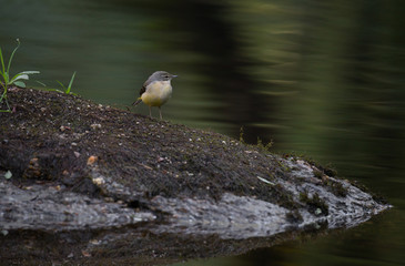 Grey wagtail, Motacilla cinerea, single female by water, Povoa de Lanhoso, Portugal, Outubro 2018. 