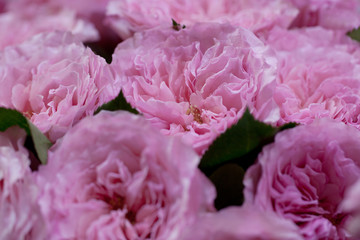 large lush bouquet of delicate fluffy pink roses