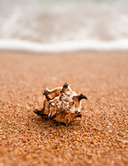 Front view of a spiral shell against foam macro shot. Blurred background