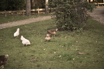 chicken searcing for food in publick park, during autumn season.