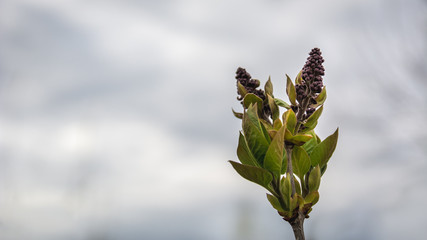 Purple lilac (syringa vulgaris) in the springtime before the flowering, Copyspace for writing,...