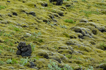 Soft carpet of stones covered by moss in Iceland, in summer
