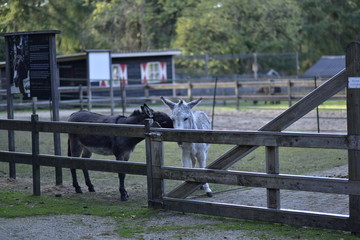 donkey in public park during autumn season.