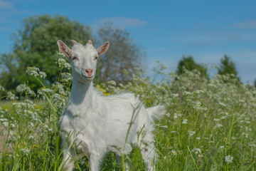 Cute little goat on the pasture on a sunny day