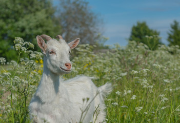 Cute little goat on the pasture on a sunny day