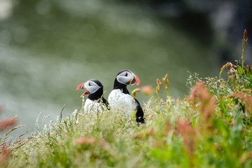 Couple of Atlantic puffins (Fratercula arctica) near Dyrholaey in Iceland looking symmetrical in opposite directions, one with mouth open.