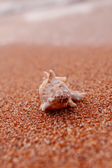 exotic tropical shell on coarse sand