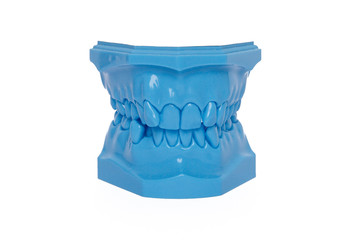 Blue Orthodontic Teeth Model used in dentistry