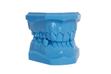 Blue Orthodontic Teeth Model used in dentistry