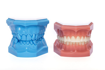 Orthodontic Teeth Models used in dentistry