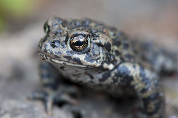 frog