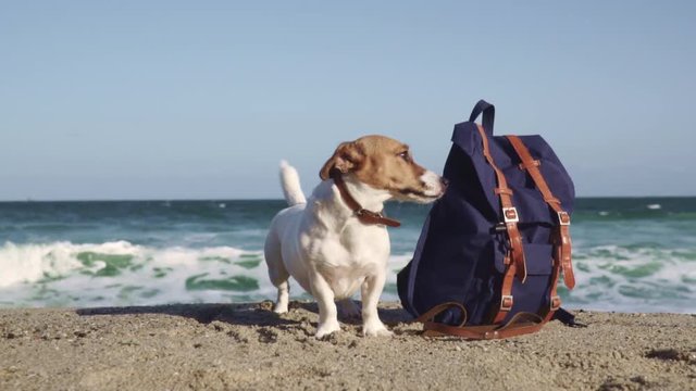 A slow motion slide portrait of a young dog standing near a tourist backpack of their owners on the beach on the sand against the backdrop of the stormy sea. Big foamy waves on the sea surface