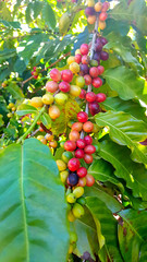 Coffee Beans - 228212619
