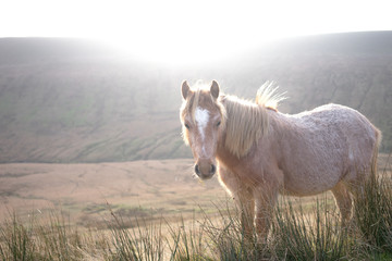 Wild Mountain Ponies in the Brecon Beacons
