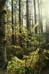 Forest backlit by the sun on a foggy autumn day. Vertical image.