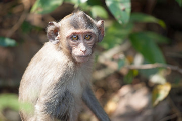 可愛いサル