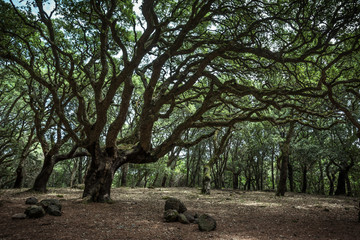 Old mysterious oaks in a park of Monte Arci, Oristano province, Sardinia, Italy.