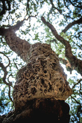 Close up of beautiful trunk of an old oak in a park of Monte Arci, Oristano province, Sardinia, Italy - abstract photo, shallow depth of field.