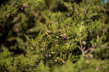 Phoenician juniper bush or arar (Juniperus phoenicia) with berries on the coast of Capo Mannu, Sardinia. Close up of berries on a sunny day with some motion blur.
