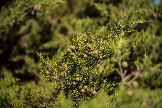 Phoenician juniper bush or arar (Juniperus phoenicia) with berries on the coast of Capo Mannu, Sardinia. Close up of berries on a sunny day with some motion blur.