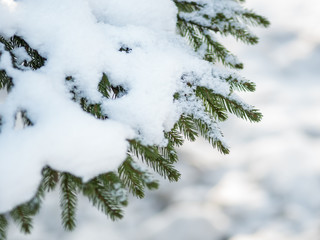 Winter. Fir branch under the snow. Winter new year theme