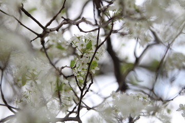 Flowers in a park in Kansas