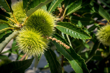 Close-up of chestnut tree full of groups of curly chestnut.  Shot in Sardinia, Italy.