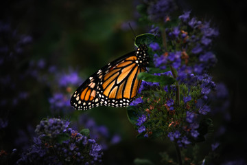 Fototapeta na wymiar Monarch Butterfly's on lavender 