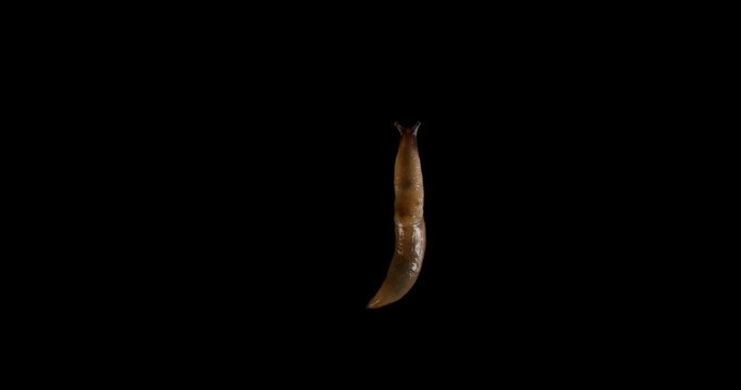 Slow Moving Slimy Gross Slug Alpha channel black screen 