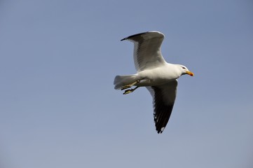 Kelp Gull in Flight
