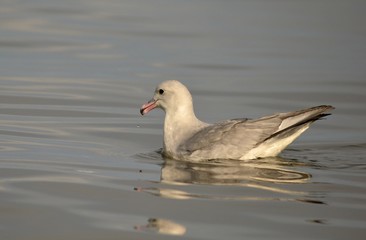 Southern Fulmar