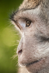 Photo of long tailed macaque monkey at sacred monkey forest