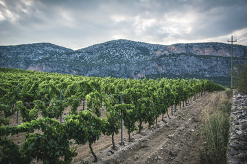 Fototapeta na wymiar Vineyard in Sardinia, Italy. Dramatic clouds and mountains in the background, vintage colors. Nobody in the scene.