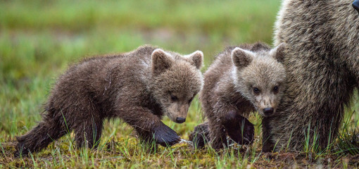 She-Bear and Cubs. Brown bear. Scientific name: Ursus Arctos Arctos. In the summer forest. Natural habitat. © Uryadnikov Sergey