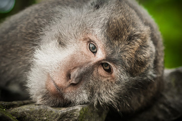 Portrait of long tailed macaque monkeys at sacred monkey forest