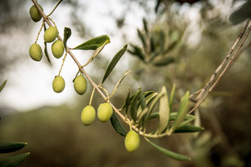 Close-up of olive tree branch. Shallow depth of field. Shot in Sardinia, Italy.