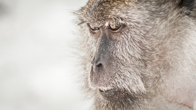 Photo of long tailed macaque monkey at the Monkey beach