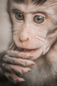 Portrait of a baby macaque monkey at sacred monkey forest