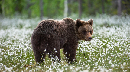 Fototapeta premium Brown bear on the forest background among white flowers. Summer season
