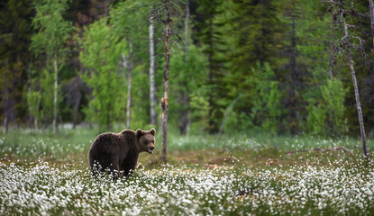 Obraz na płótnie Canvas Brown bear on the forest background among white flowers. Summer season
