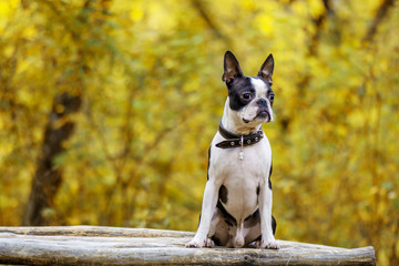 dog breed Boston Terrier sitting in the Park on the bench