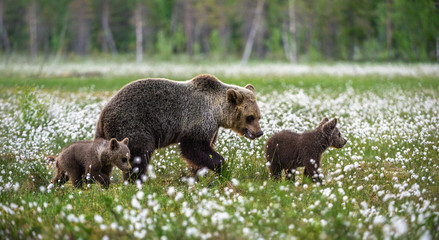 Brown bear cubs  with she bear in the summer forest on the bog among white flowers. Scientific name: Ursus arctos. © Uryadnikov Sergey