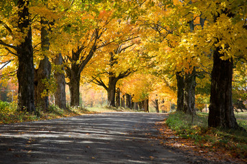 Yellow trees over a rural road