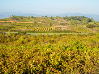 Fototapeta na wymiar Autumn vineyards just before harvest in the region of El Bierzo - Camponaraya, Castile and Leon, Spain