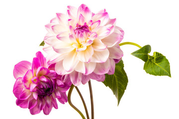 Beautiful colorful arrangement dahlia flowers isolated on a white background