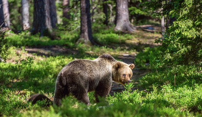 Fototapeta na wymiar Wild Brown bear in the summer forest. Scientific name: Ursus Arctos.