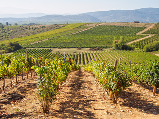 Fototapeta na wymiar Vineyards in the harvest season - Villafranca del Bierzo