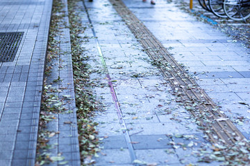 秋　落ち葉　風　台風